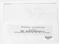 Endophyllum euphorbiae-sylvaticae image